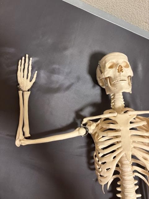 美品★人体骨格模型　80cm　1/2サイズ 骸骨