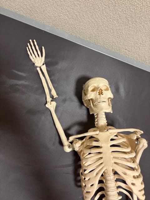 美品★人体骨格模型　80cm　1/2サイズ 骸骨