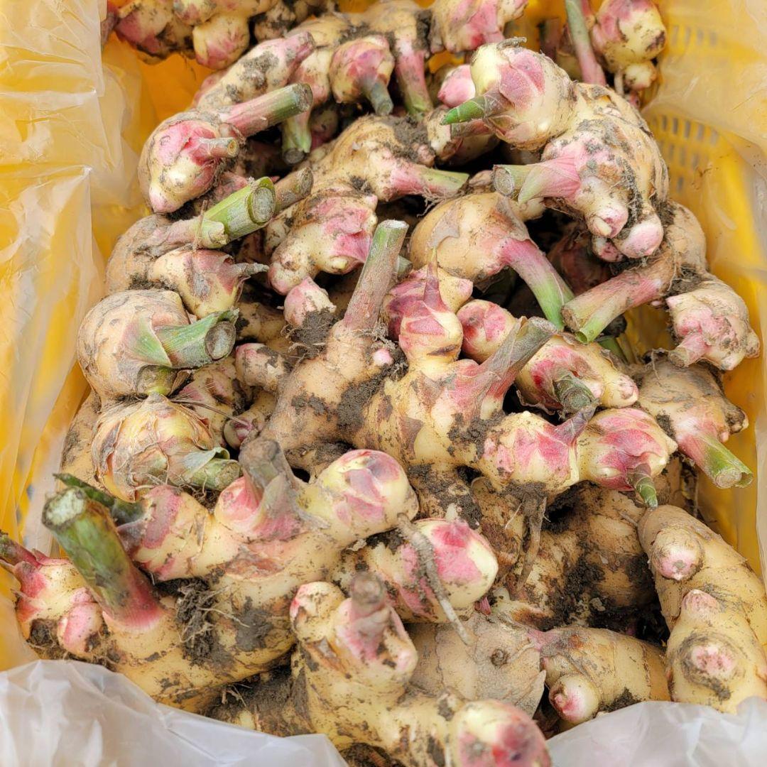 ☆10kg新生姜(土付き)