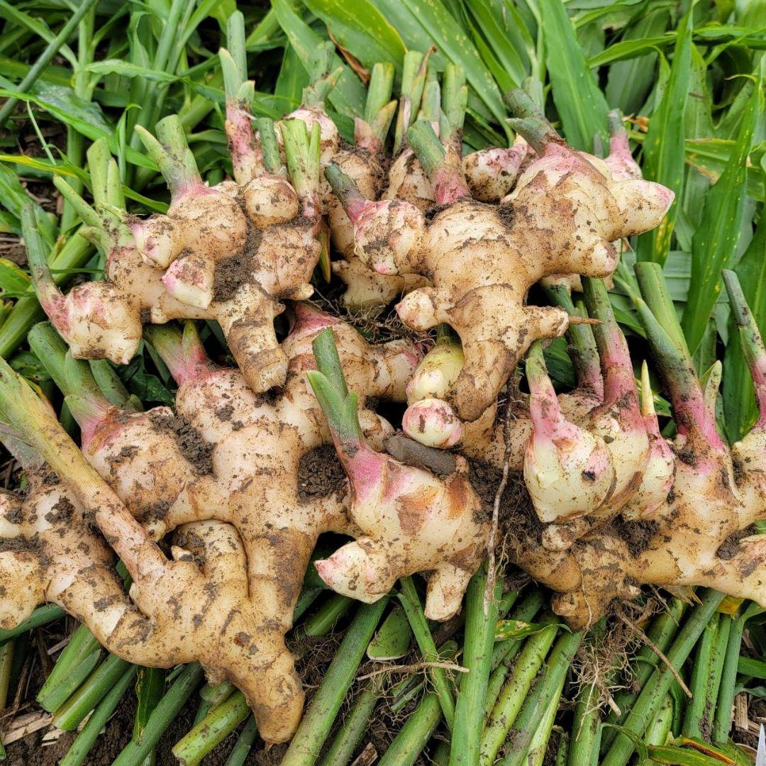 ☆10kg新生姜(土付き)