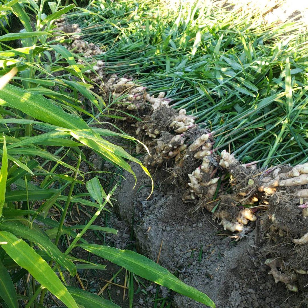 ☆10kg新生姜(土付き)