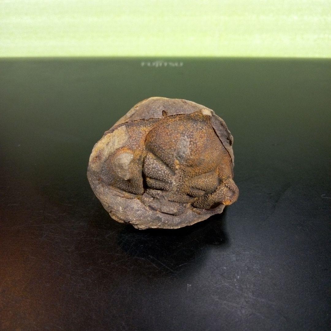 三葉虫　化石　fossil　ボリビア　trilobite　海生動物　三葉虫識別⑧