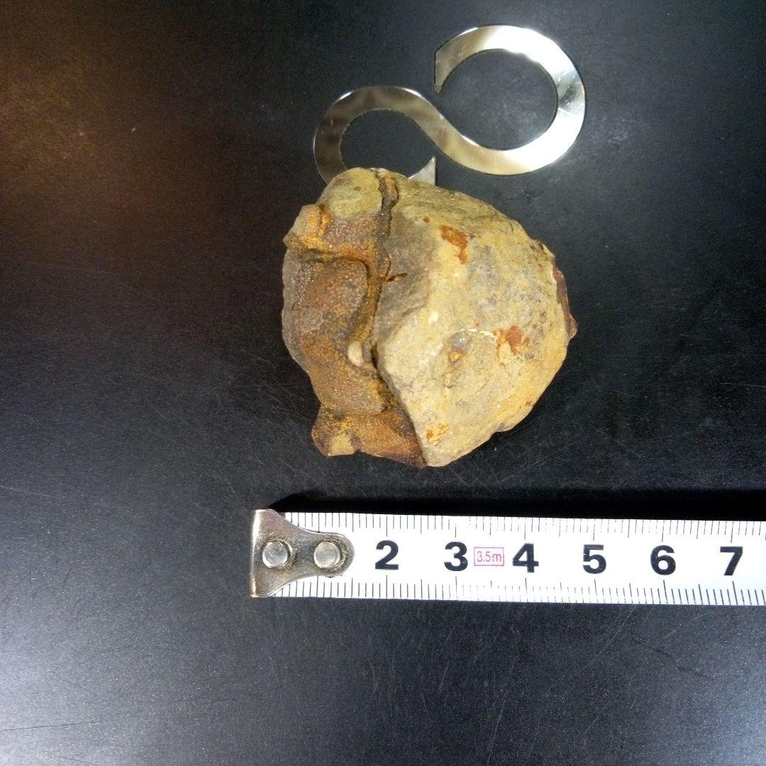 三葉虫　化石　fossil　ボリビア　trilobite　海生動物　三葉虫識別⑧