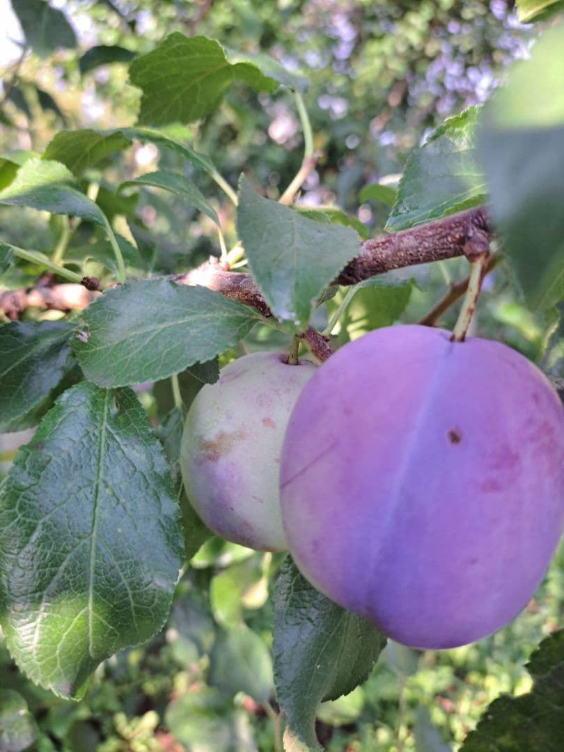 オータムキュート約３㎏(専用出品)