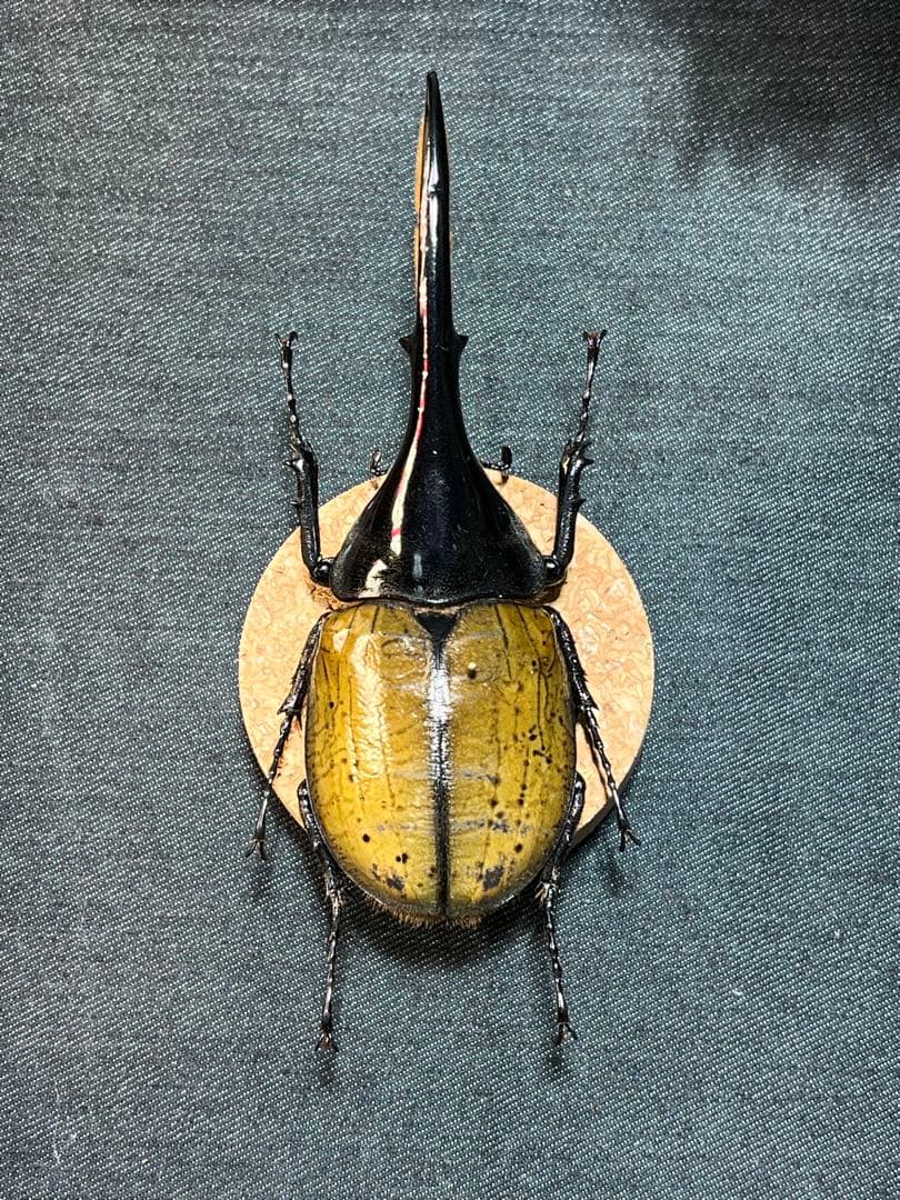 D*s様 D.hヘラクレス 大型 野外標本