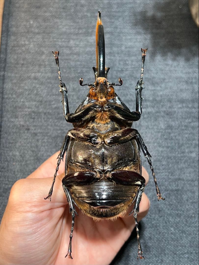 D*s様 D.hヘラクレス 大型 野外標本