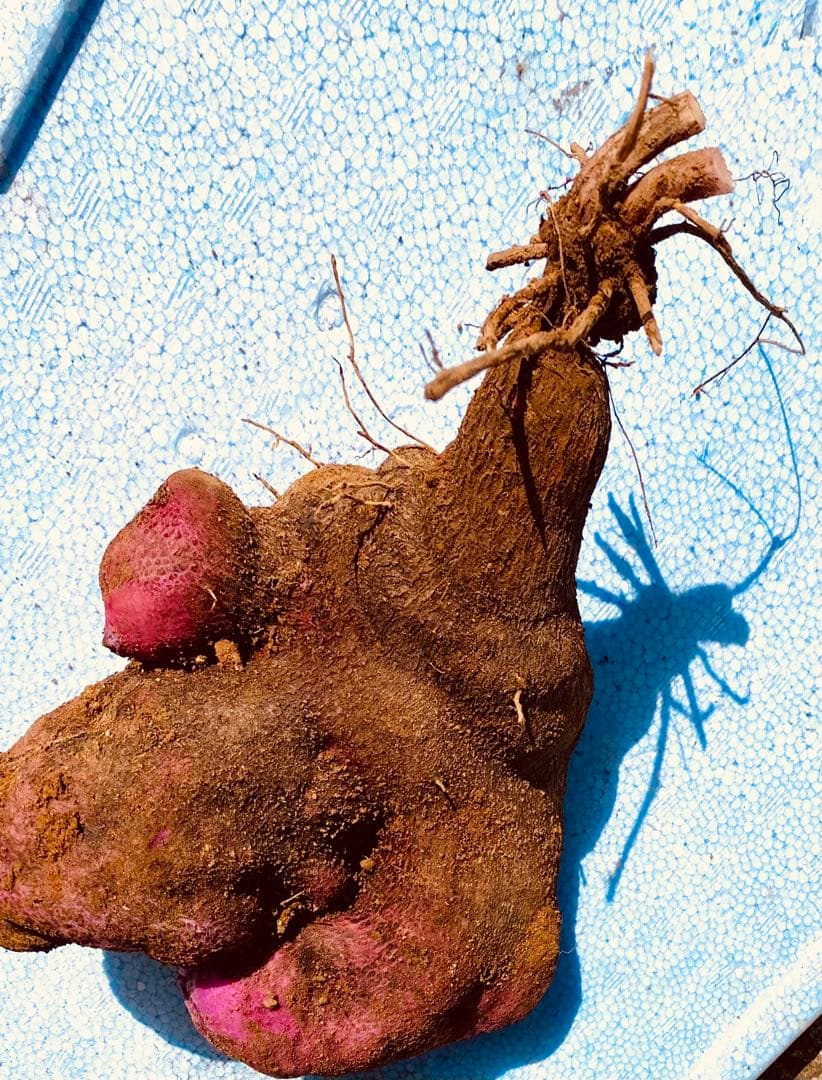 ハッチ　紫山芋20kg