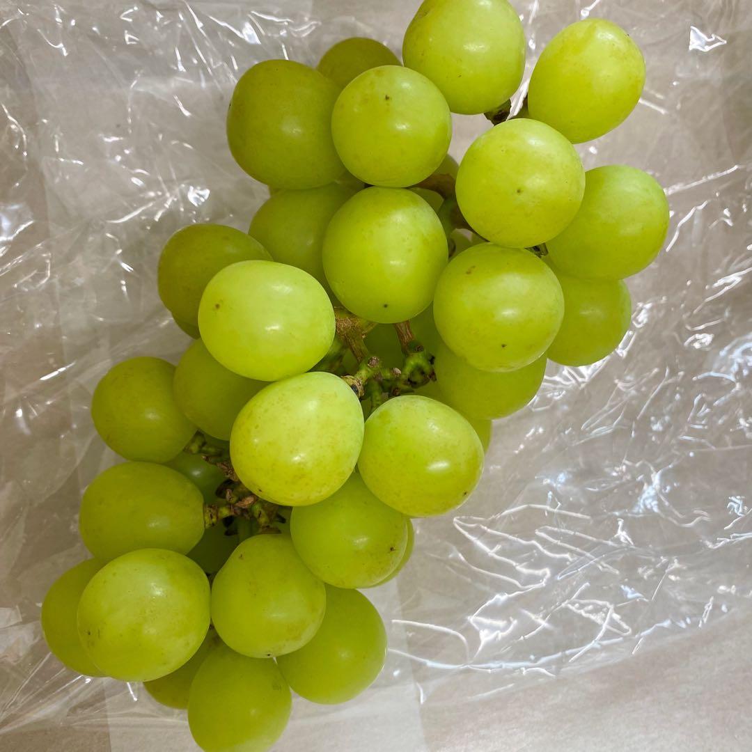 山梨県産　訳あり　家庭用　シャインマスカット　14房　箱込み5.5kg ①