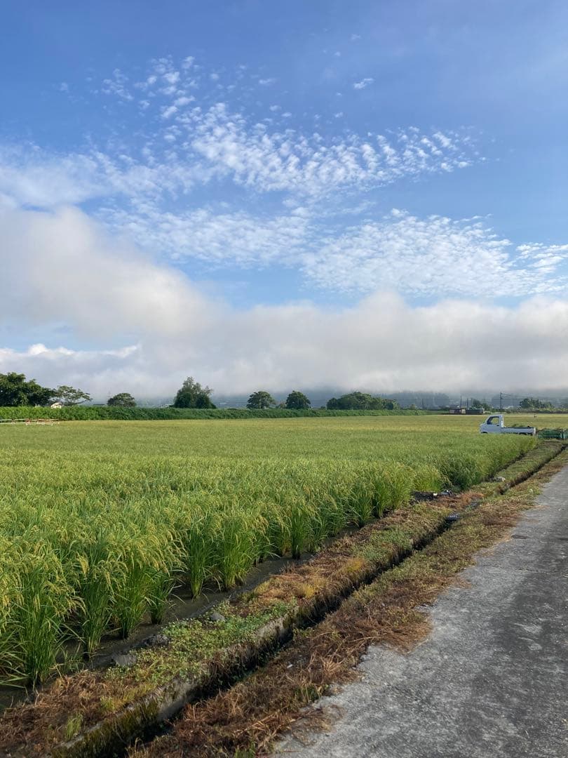 魚沼コシヒカリ精米 10kg