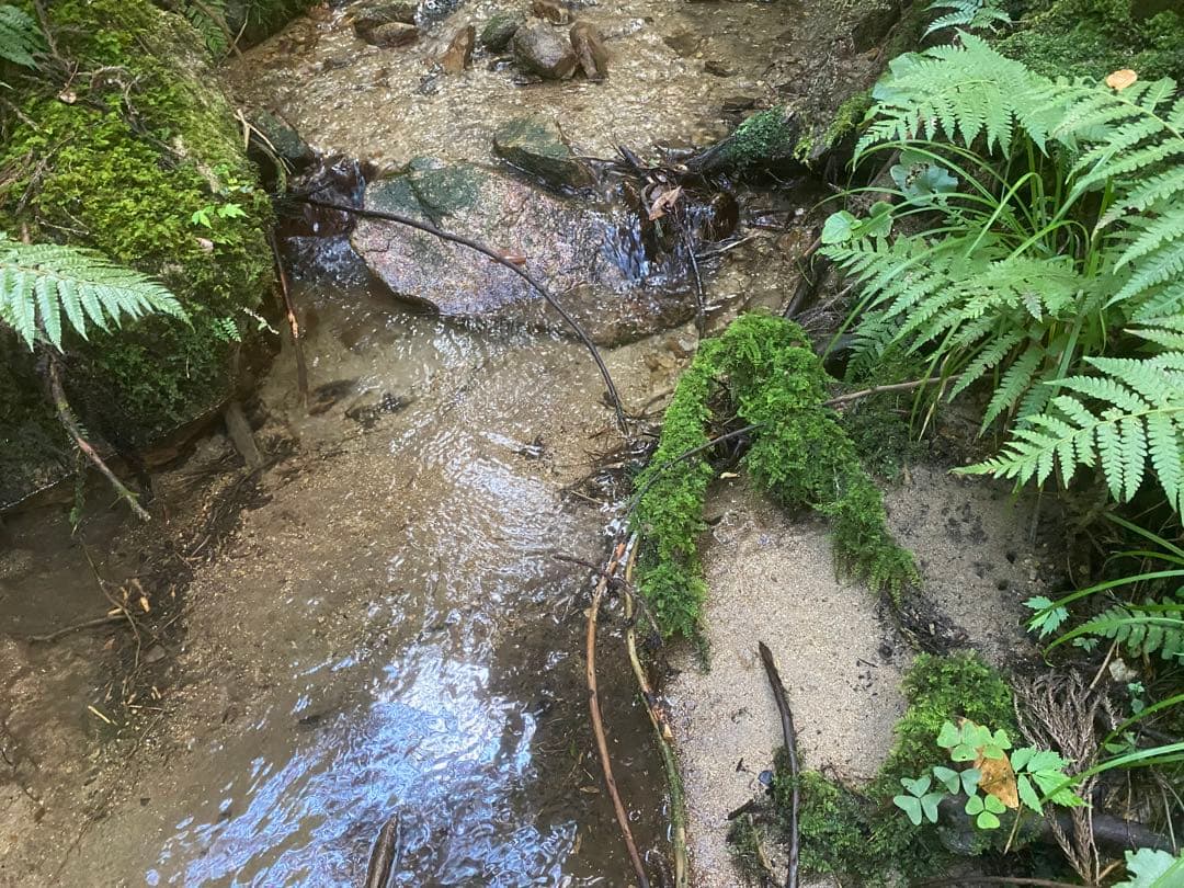 《玄米》 農家直送米　20kg 令和7年　鳥取県産 コシヒカリ《玄米》