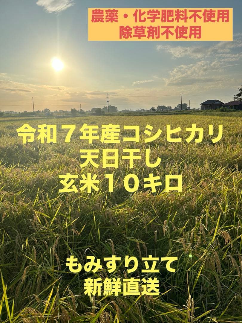 完全無農薬　令和7年産コシヒカリ 天日干し　土蔵保管　もみすり立て　玄米10キロ
