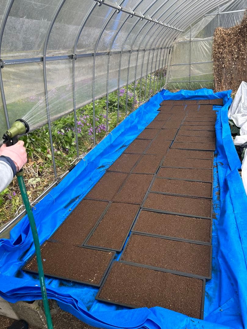 完全無農薬　令和7年産コシヒカリ 天日干し　土蔵保管　もみすり立て　玄米10キロ