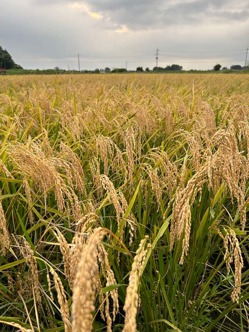 完全無農薬　令和7年産コシヒカリ 天日干し　土蔵保管　もみすり立て　玄米10キロ