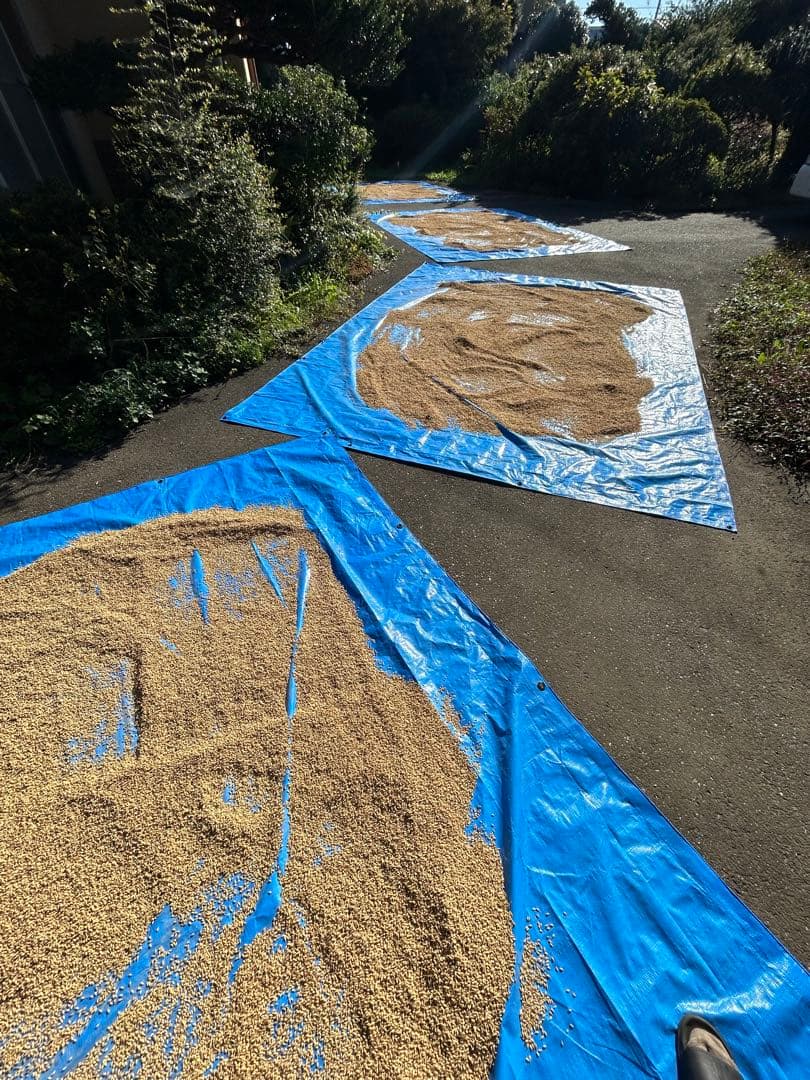 完全無農薬　令和7年産コシヒカリ 天日干し　土蔵保管　もみすり立て　玄米10キロ