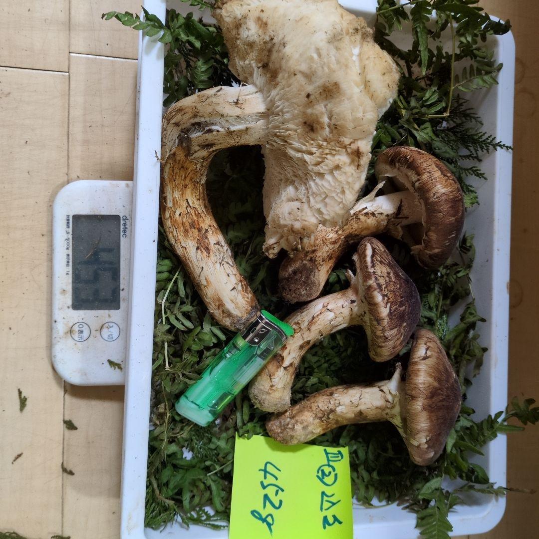 和歌山松茸 新鮮朝市　込み込み　452㌘