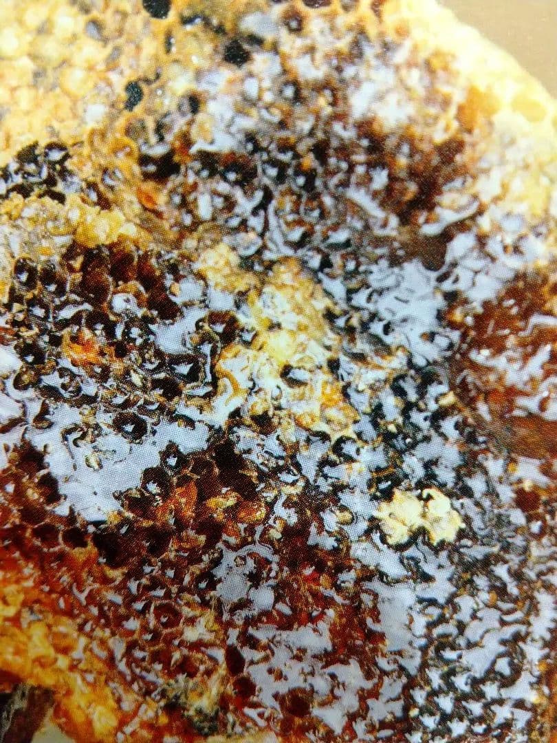 専用に成ります希少！純国産はちみつ鹿児島県南薩摩養蜂園蜂蜜計1kg甑島・喜界島・