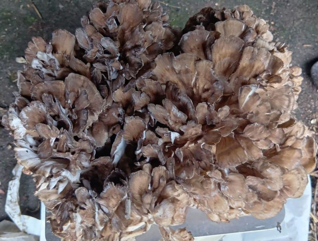 岩手県産　天然舞茸　2キロ