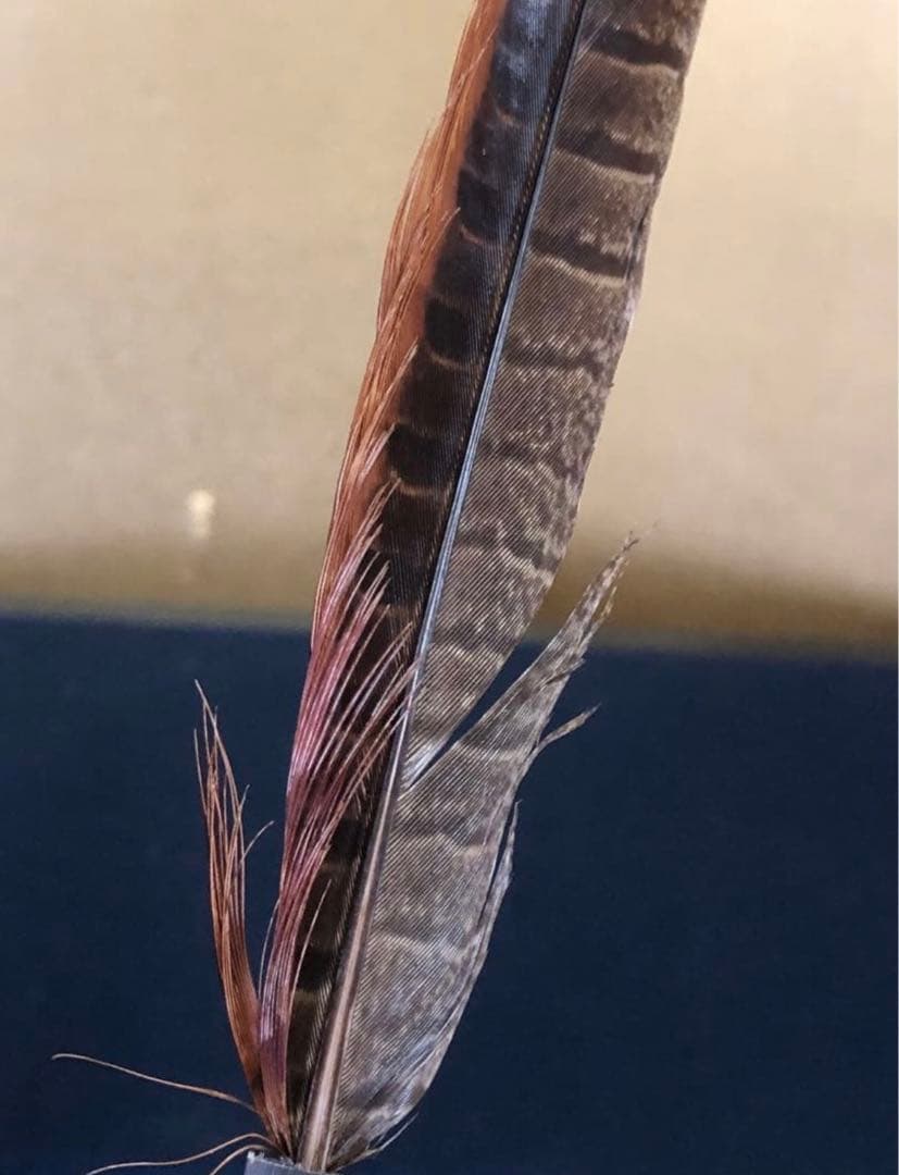 ️《R》掛け軸用 羽箒 雉 木箱 元箱　260107か5