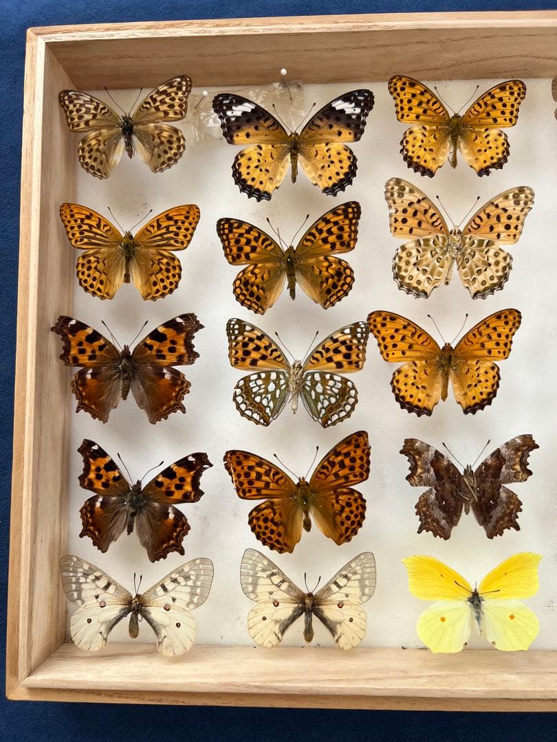 希少蝶標本ドイツガラスケース箱現状品のみ40x30x6cm