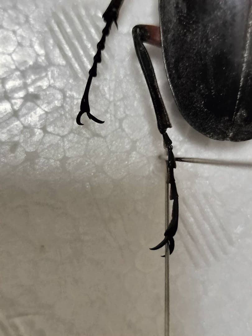 特大インペリアリスツヤクワガタ標本