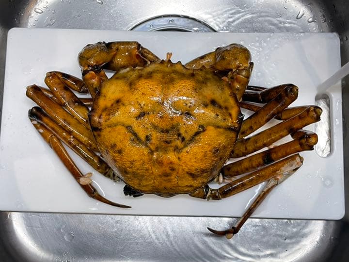 蟹　剥製　標本　オオエンコウガニ　雄