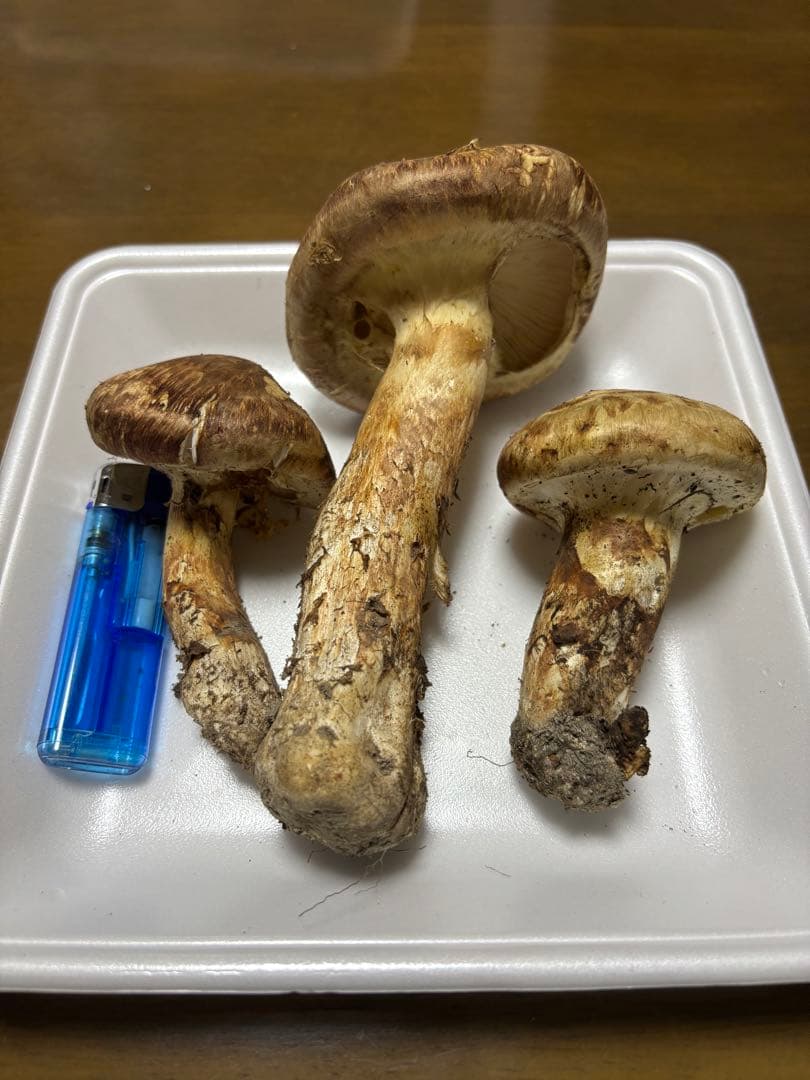 香川県産　獲れたて松茸2 3本194グラム　国産　天然物