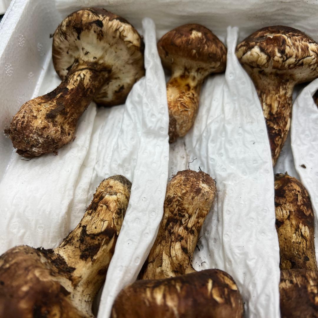 超新鮮な中国産松茸 つぼみ 27本入り　約1キロ