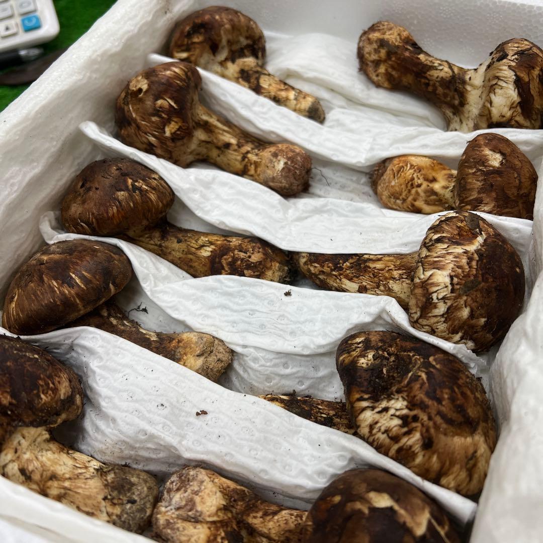 超新鮮な中国産松茸 つぼみ 27本入り　約1キロ
