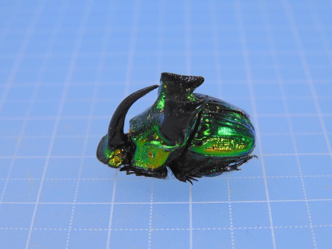 標本 Mexico Phanaeus demon demon 21mm 20mm