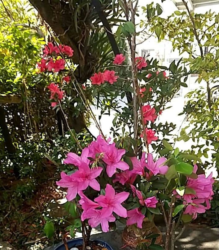 【琉球古陶】　徳利、一輪挿し