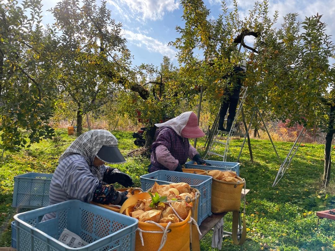 山形県産追熟自家用はるか約3.2キロ✖️3 （約10キロ弱）