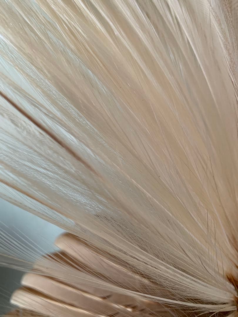 風鳥 極楽鳥 剥製 インテリア アンティーク レトロ ヴィンテージ アート