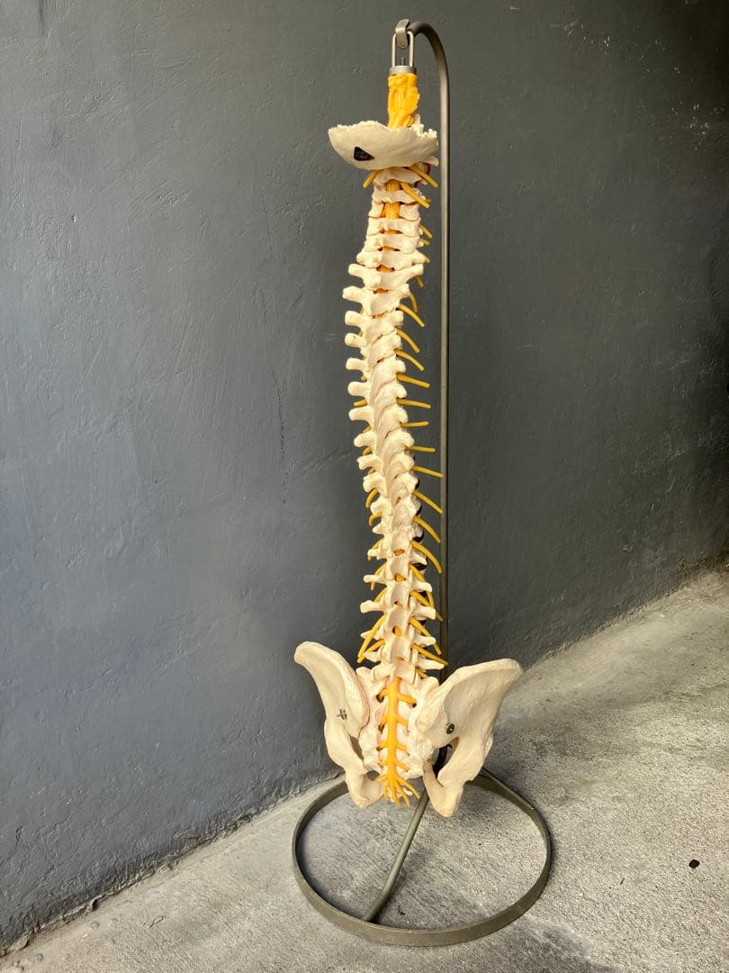 somso 脊柱模型