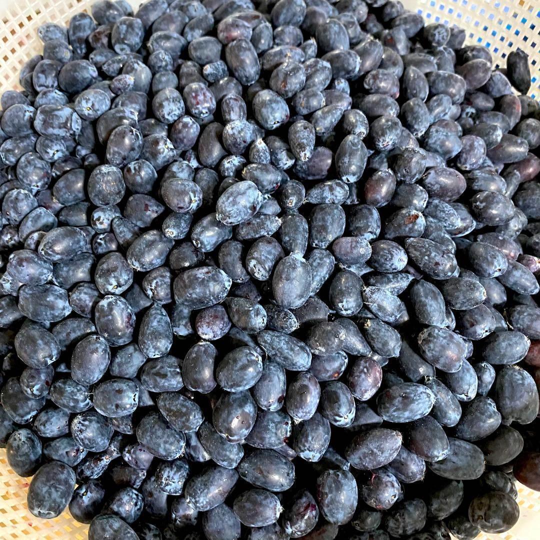 【2025年産】新鮮　ハスカップ　冷凍　5kg　送料込み