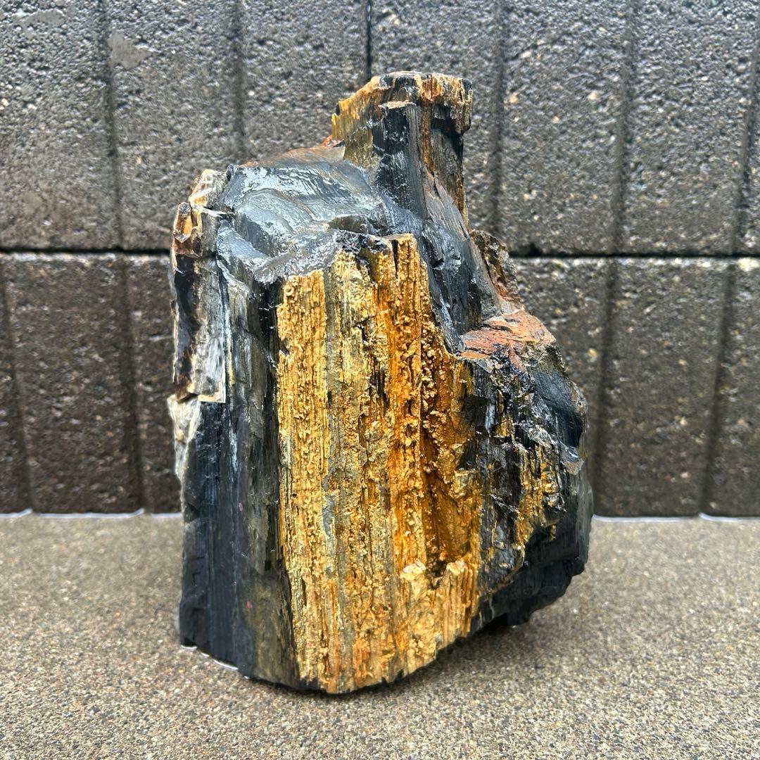 北海道 遠軽瀬戸瀬産 珪化木 5.4kg 特大 木化石 鑑賞石 置物 盆栽 水石