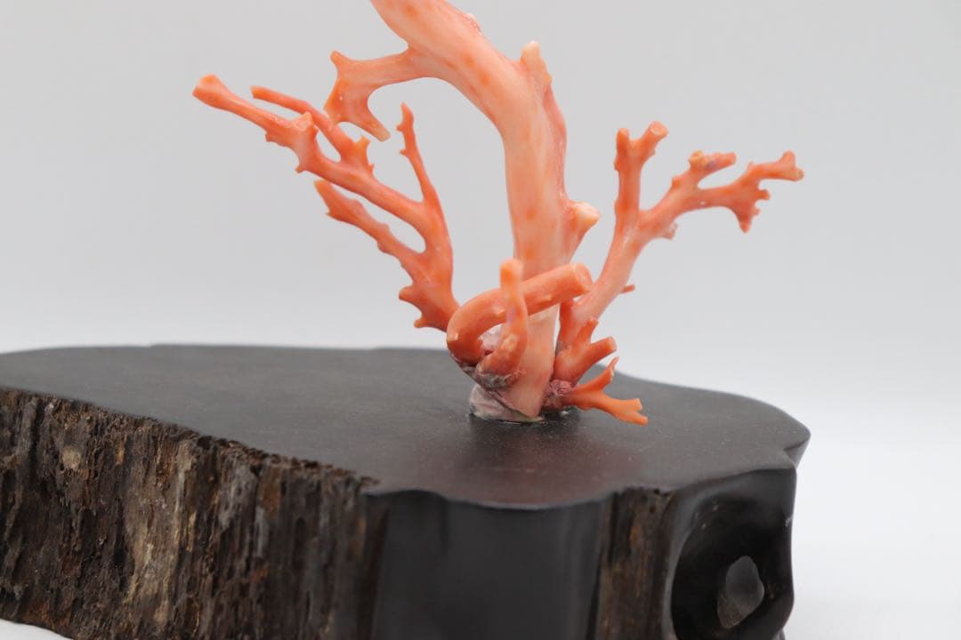 本珊瑚　黒柿台　桃色珊瑚　置物　960g 送料込み250731