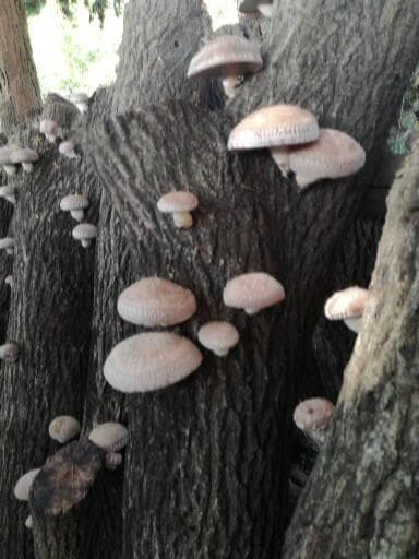 なもしょさまご予約専用 大分県特産 生どんこ椎茸「秋子」ダブル