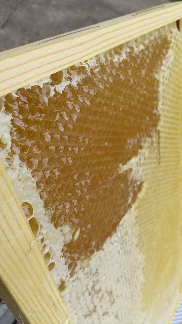 はちみつ 3kg 国産 天然 純粋 生蜂蜜 2025年6月新蜜 【養蜂家直送】