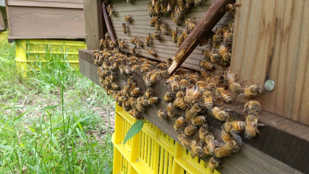 はちみつ 3kg 国産 天然 純粋 生蜂蜜 2025年6月新蜜 【養蜂家直送】