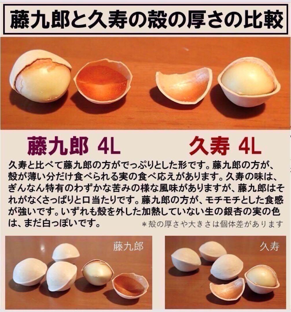 みきたん　藤九郎銀杏　4L 2kg