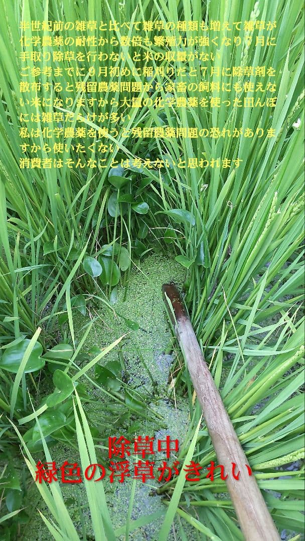 他の農家は体が悪くなる？ ７年産コシヒカリ 玄米10kg 特別栽培①農薬等不使用