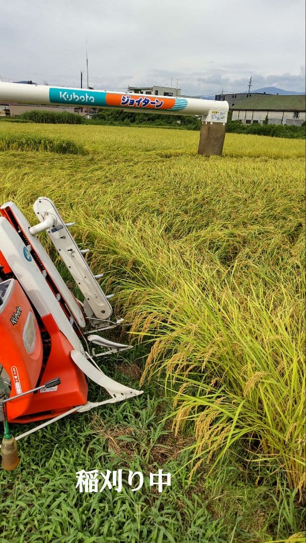 他の農家は体が悪くなる？ ７年産コシヒカリ 玄米10kg 特別栽培①農薬等不使用