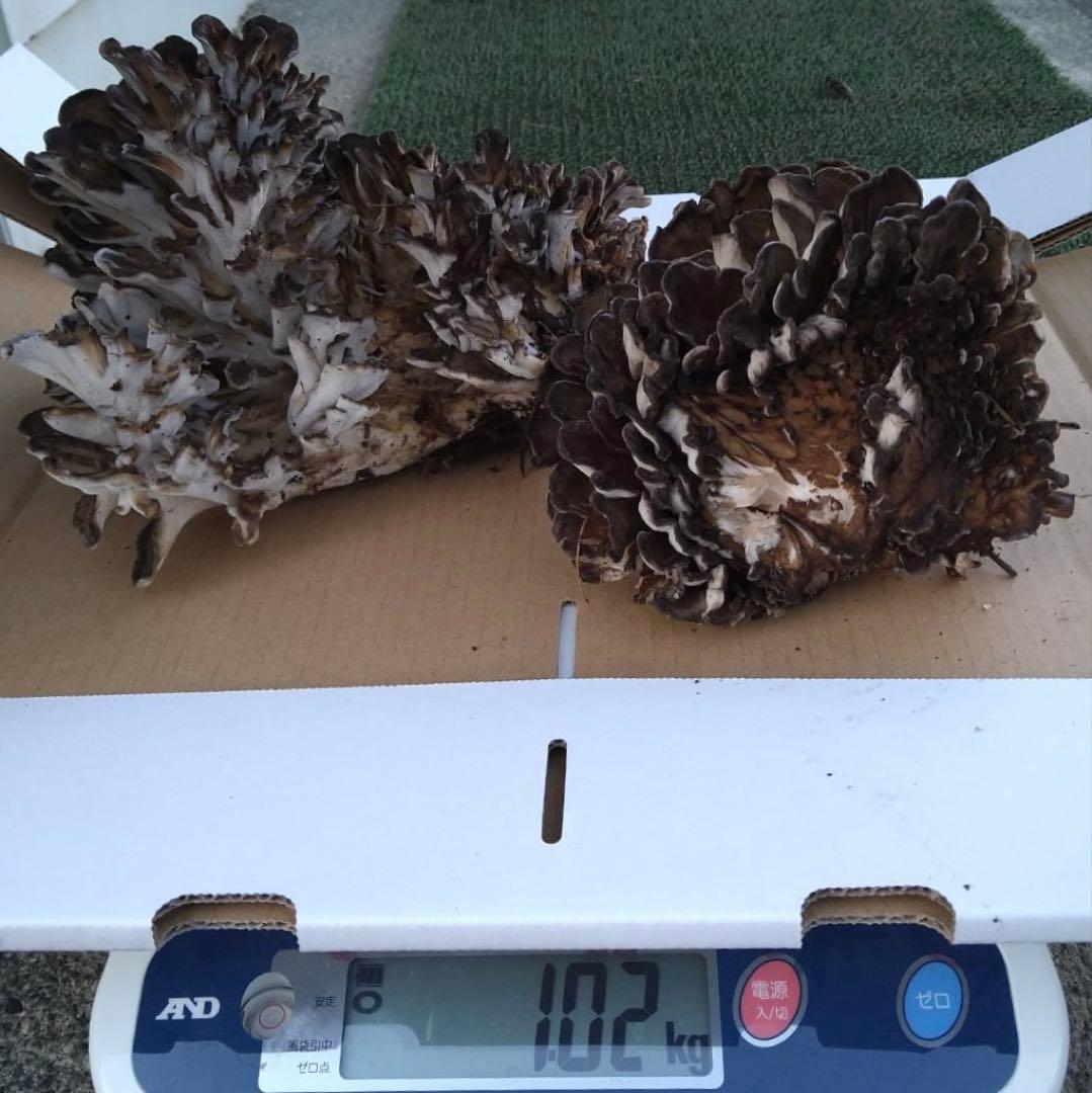 天然キノコ 黒マイタケ 1キロ 上物　採れたて
