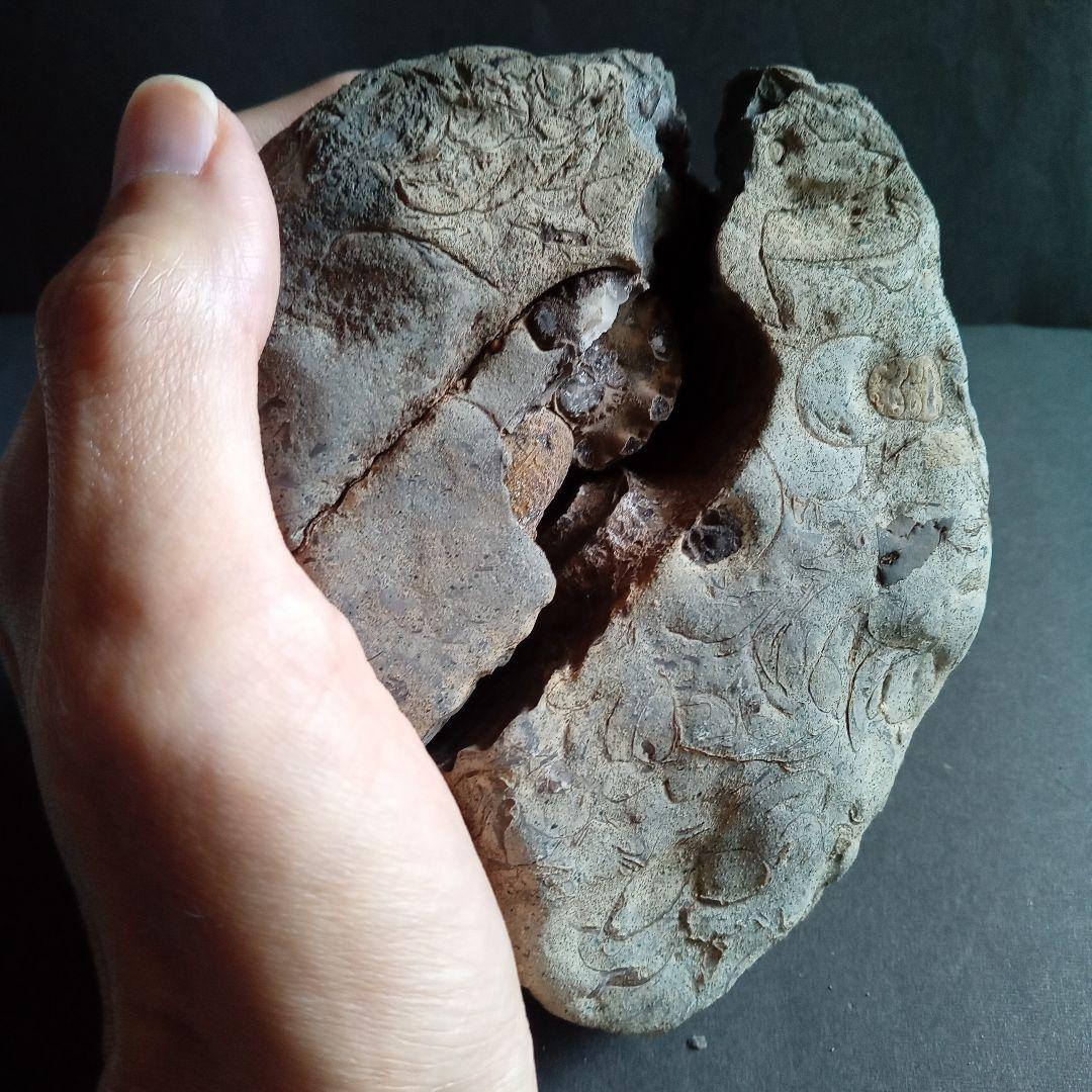 化石　標本　ノジュール原石　アンモナイト　国産　球状コンクリーション