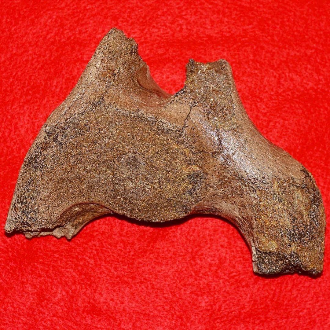 ハンガリー産 メリジオナリスゾウの環椎骨化石