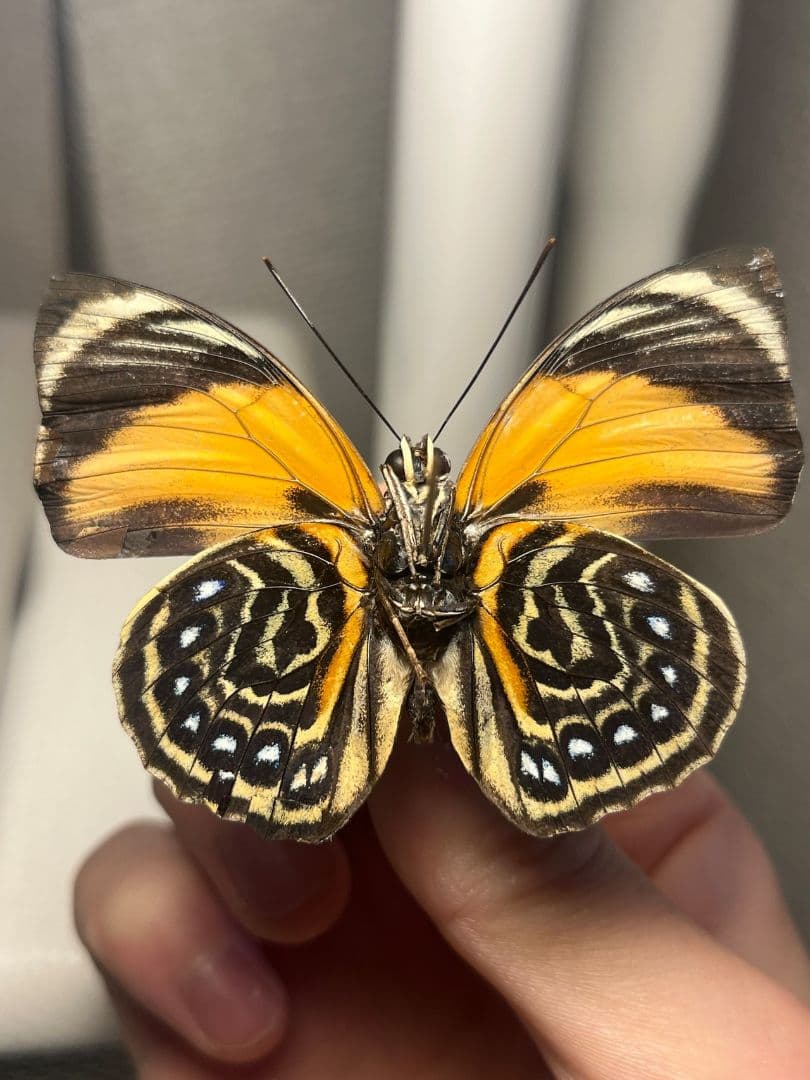 アグリアスペリクレスペリクレス♂　ペリクレスミイロタテハ 　標本