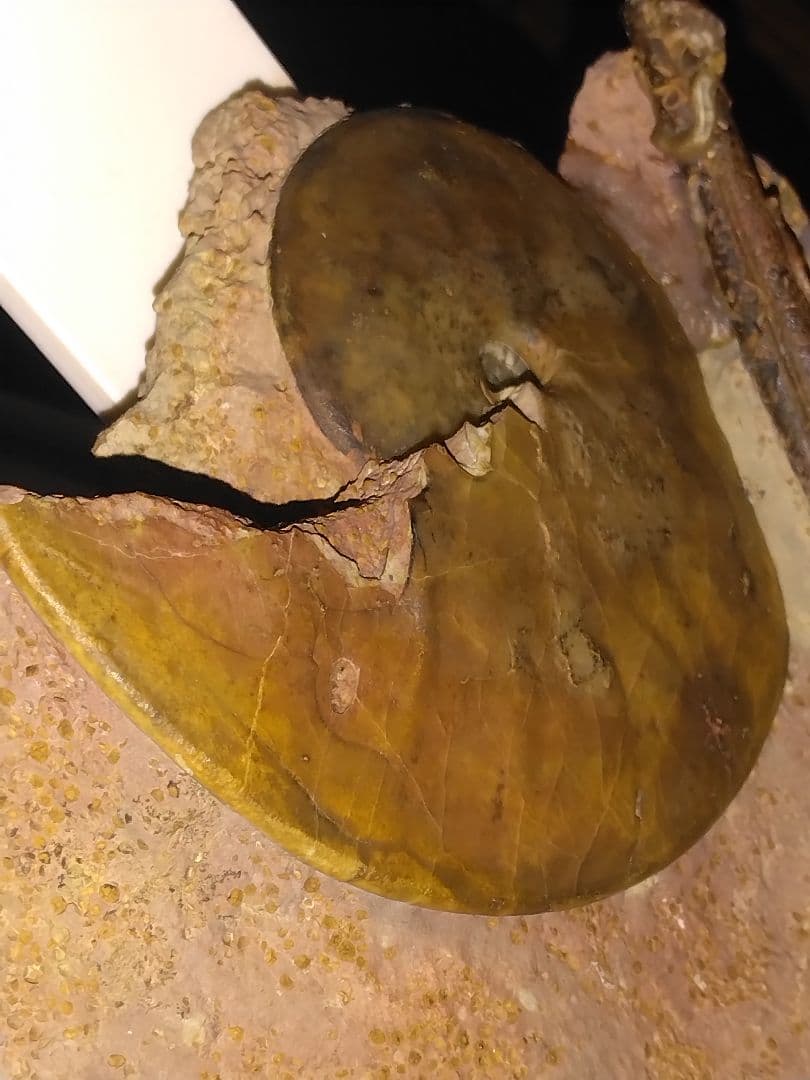 ドイツ産　アンモナイト　オキシセライテス　希少　ベレムナイト　化石