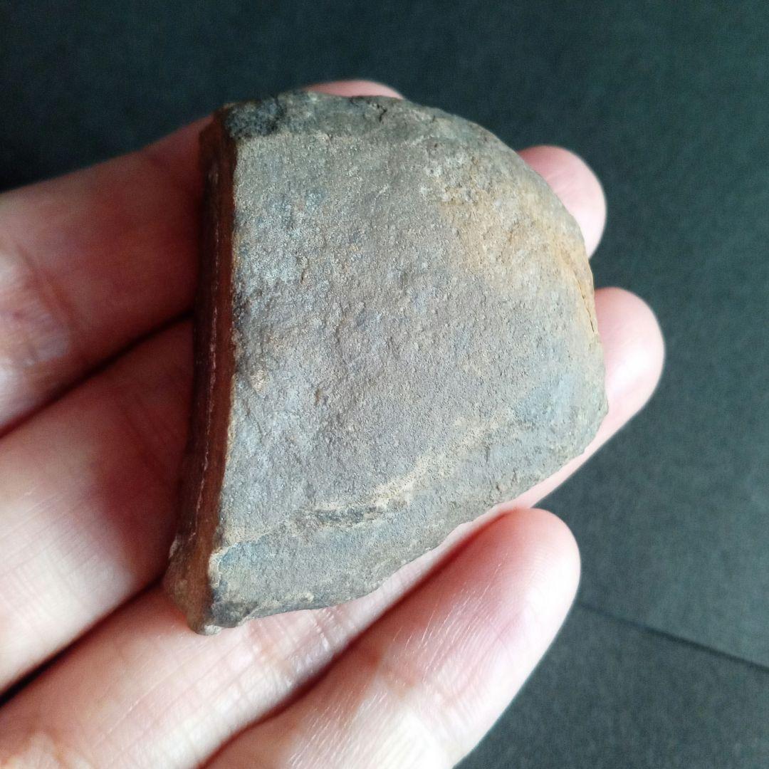 化石標本　植物　古生代　石炭紀　シダ種子類