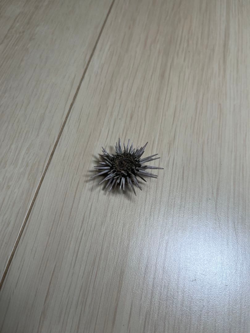 ナガウニモドキ 有棘標本