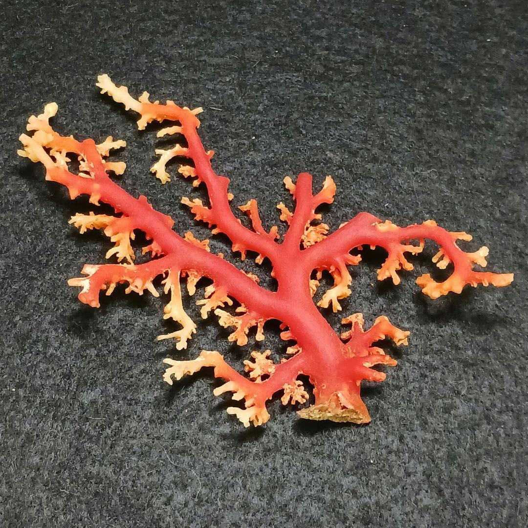 Y2678-1 国産赤珊瑚原木 血赤珊瑚 総重量28.7g 太軸